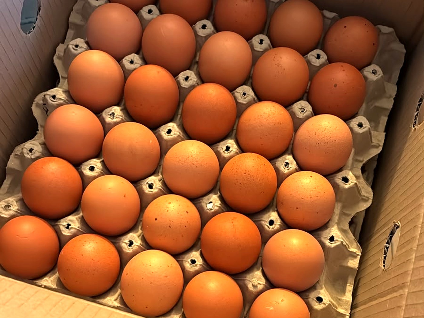 Caja de huevos frescos por mayor